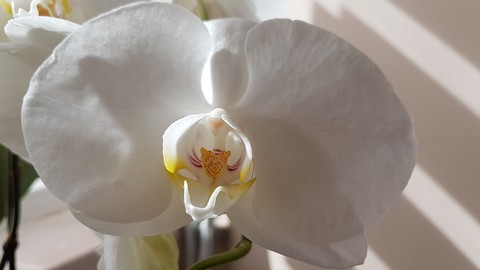 white beauty orchid