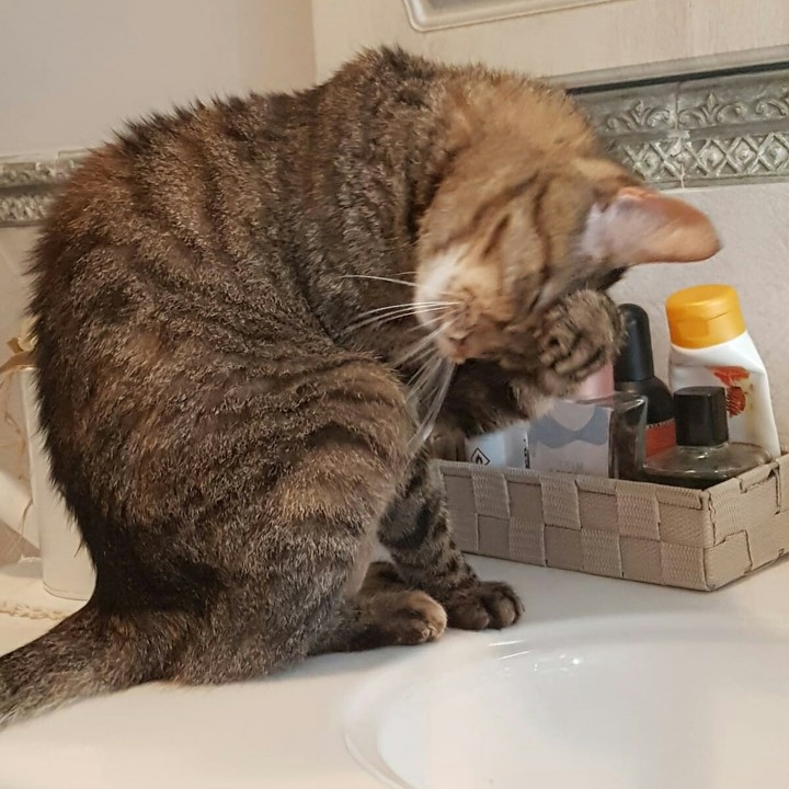 micia in bagno!