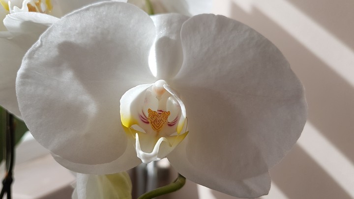 white beauty orchid