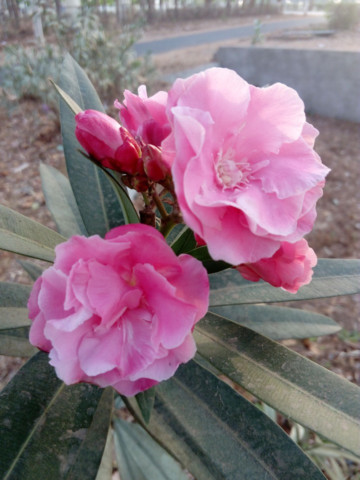 pink Flowers