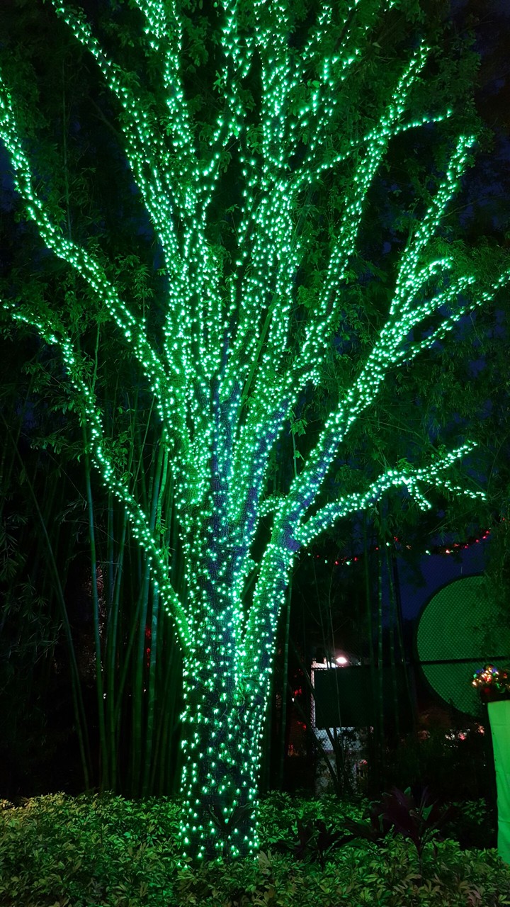 Christmas green tree