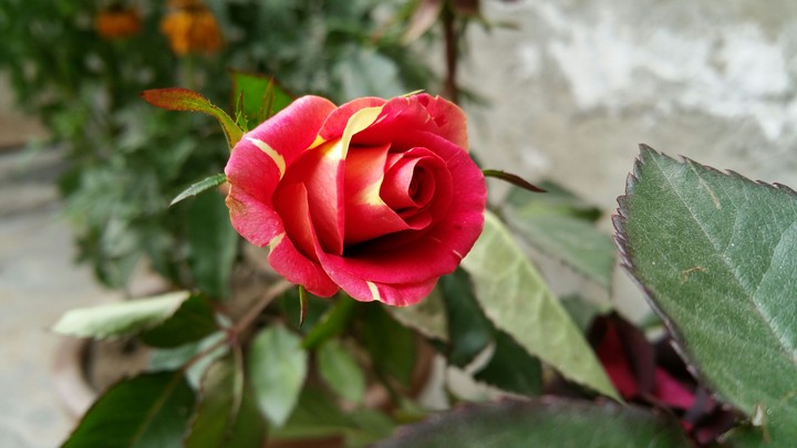Rose
