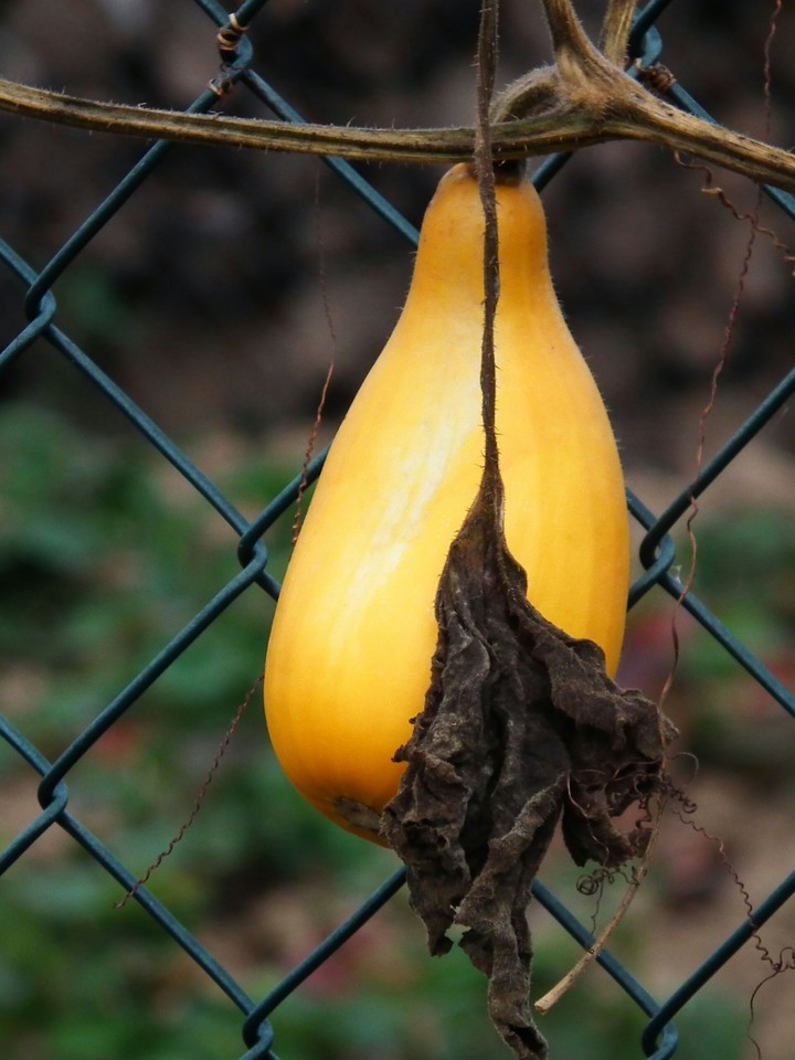 Obst