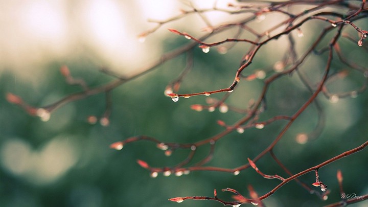 Rain drops ❣️
