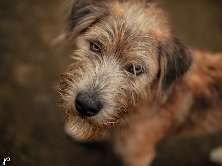 Beardog