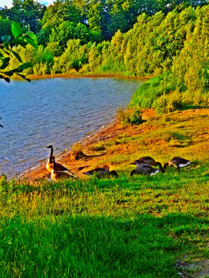 nature