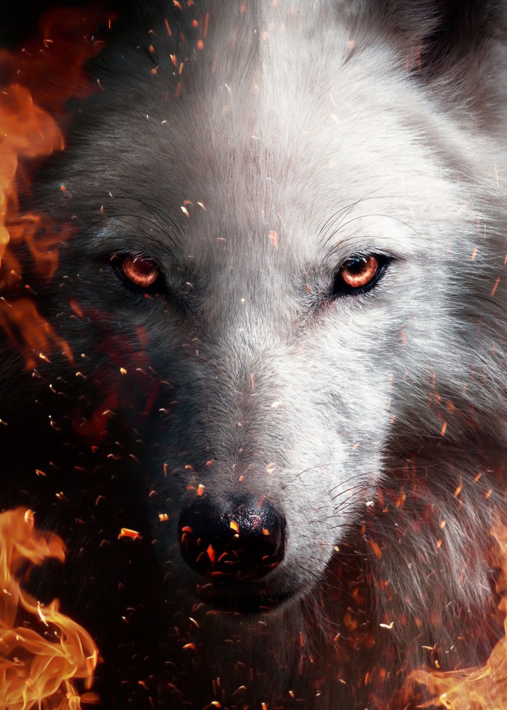 wolf wallpaper