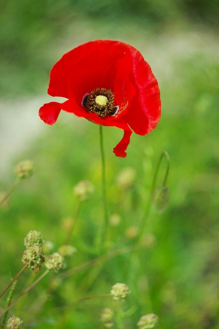 Beauty of poppy