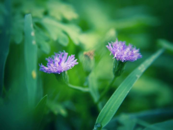 Funky purple