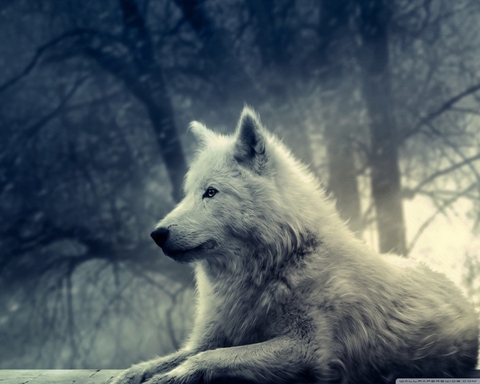 lobo