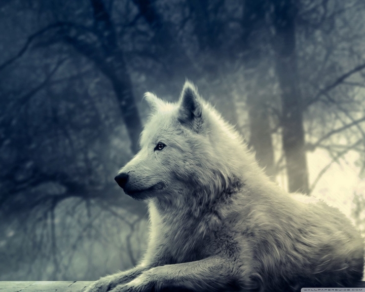 lobo