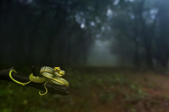Snake