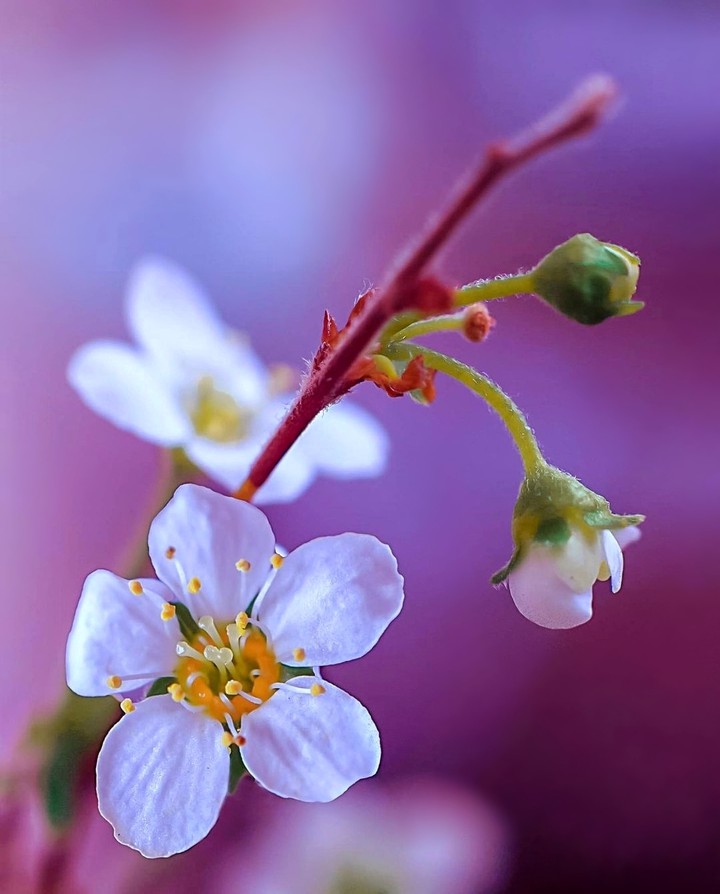 Cherry Blossom