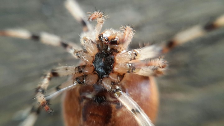 spider