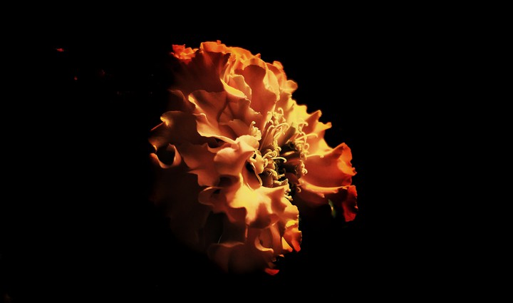 the flower