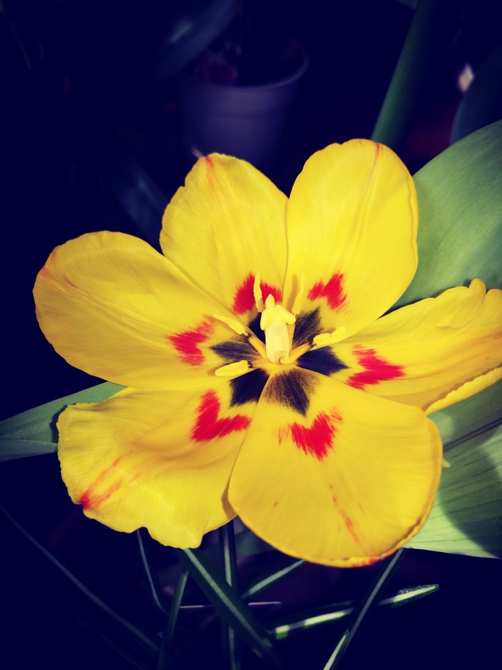 Tulip