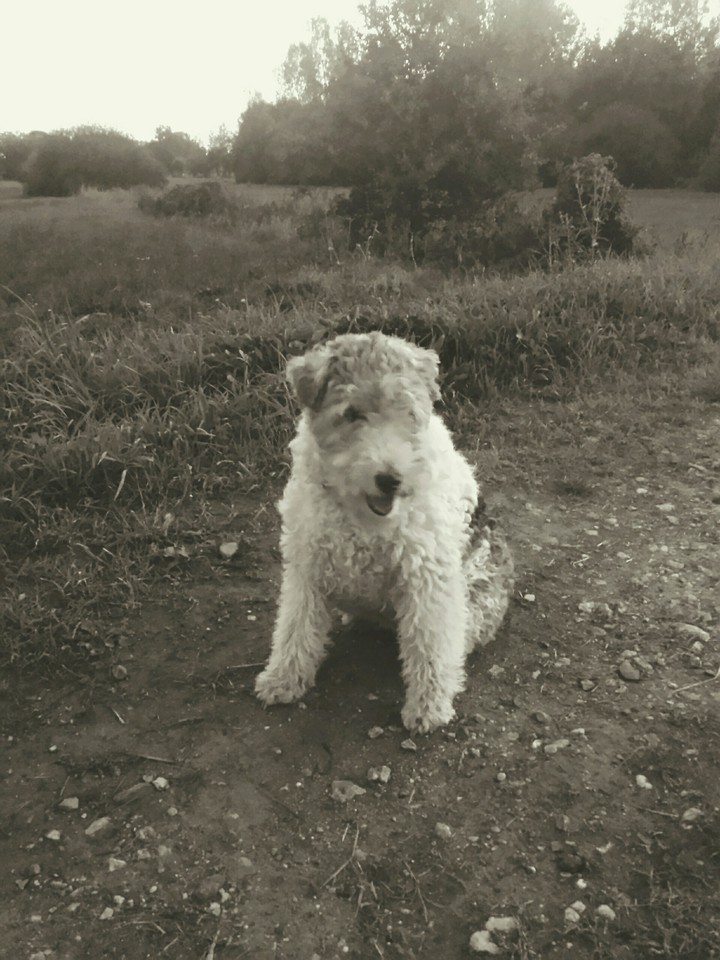 foxterrier