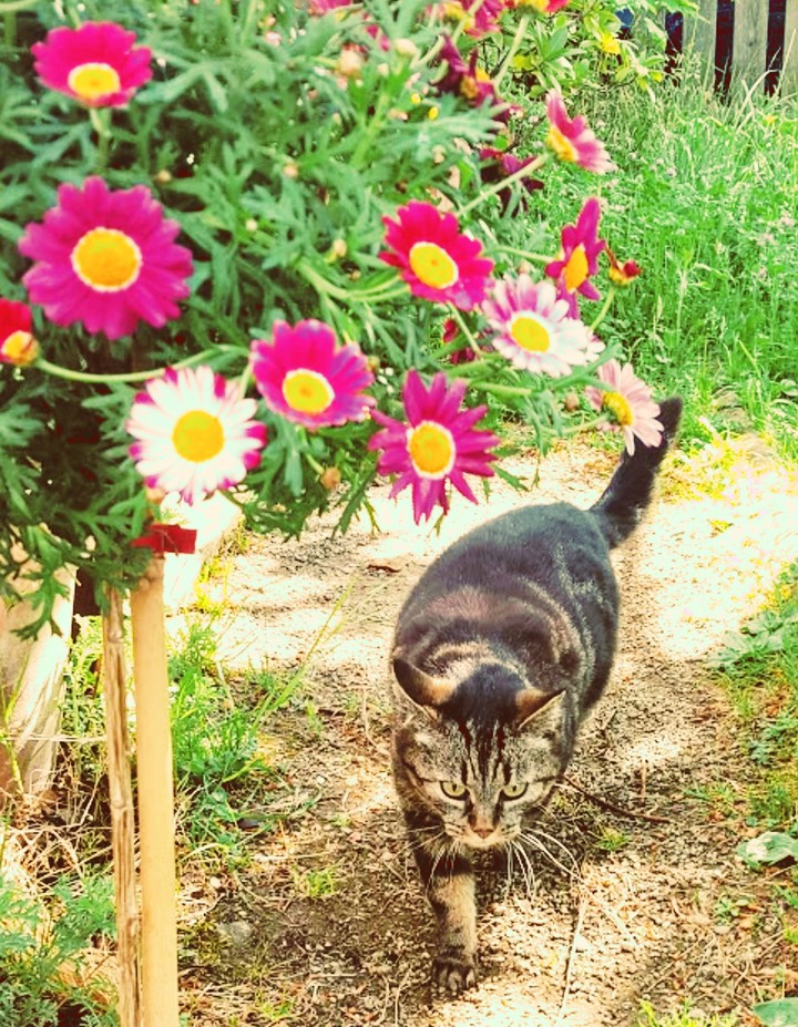 Garden cat