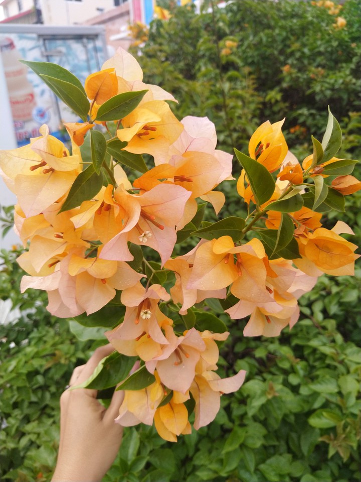 bugambilias naranjas