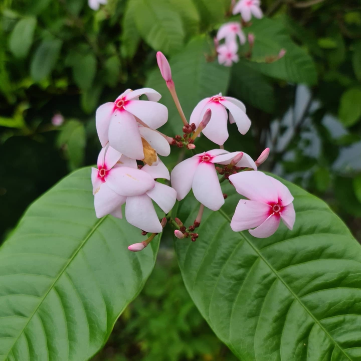Flowers ?