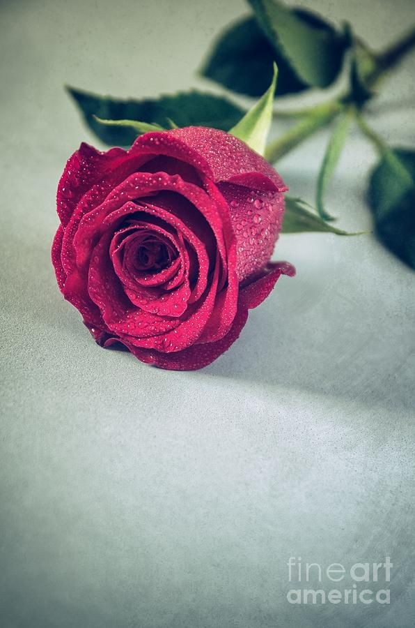 red rose