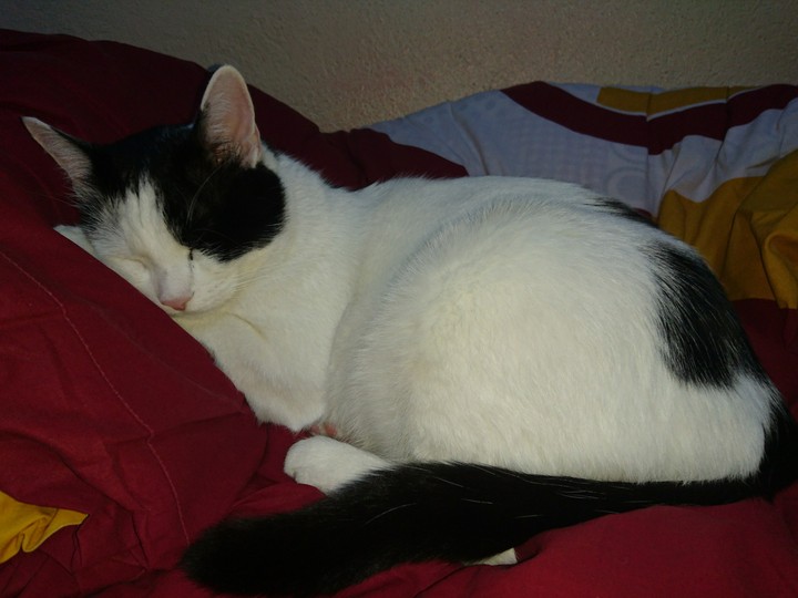 My Cat
