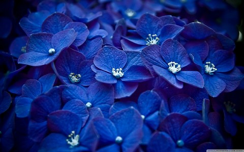 blue flowers