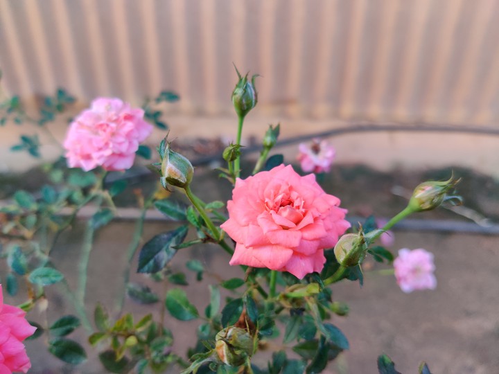 rose