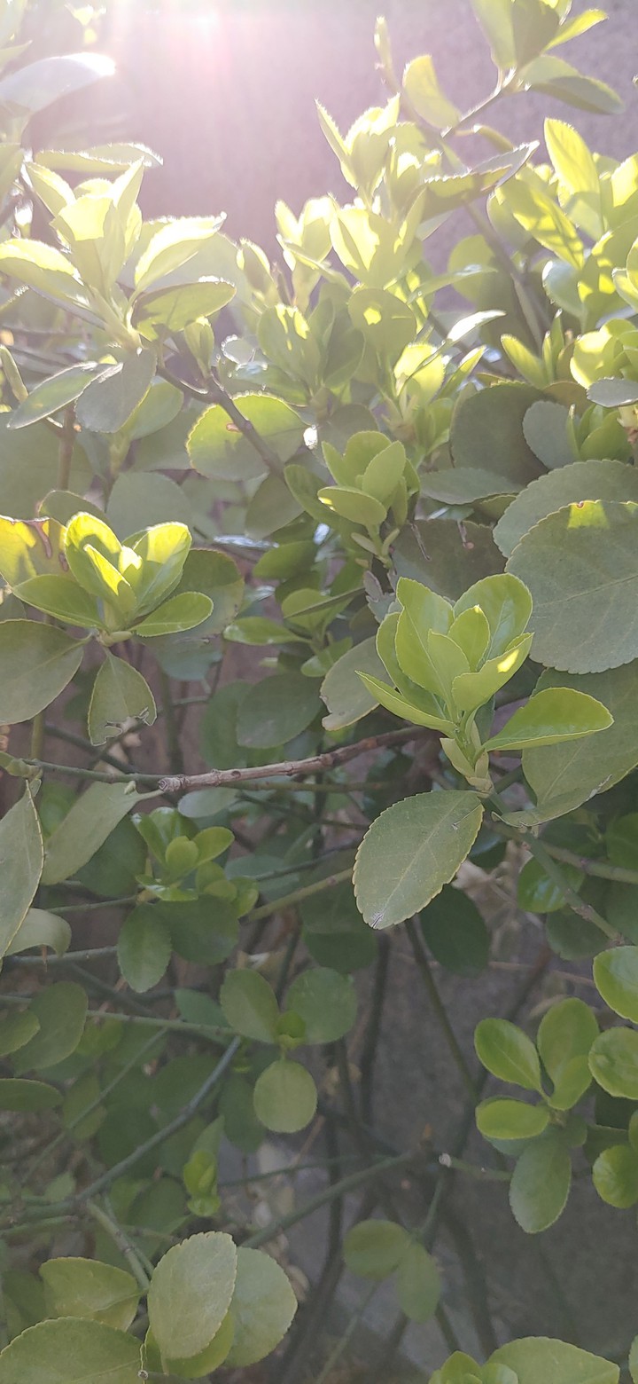잎 배경