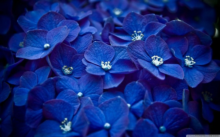 blue flowers