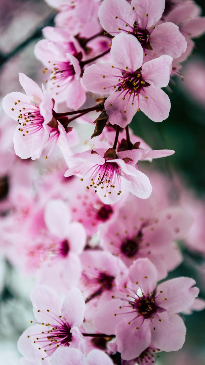 spring