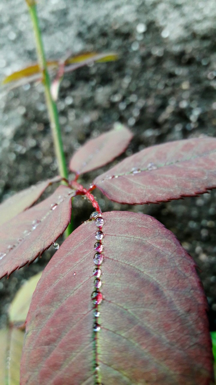 water drops