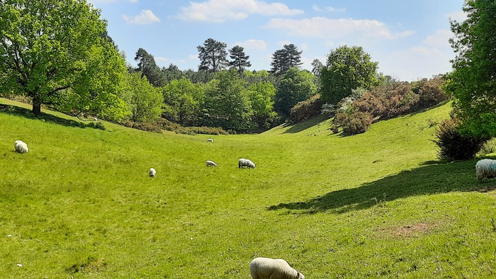 Valley of sheep