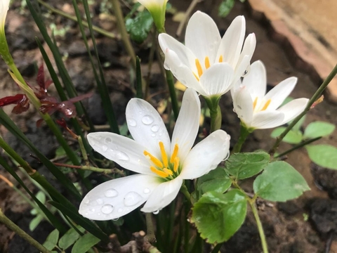 # white # flowers