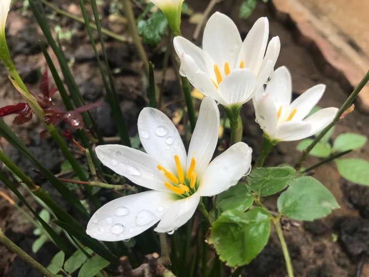 # white # flowers