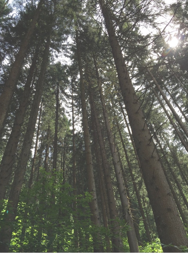 trees