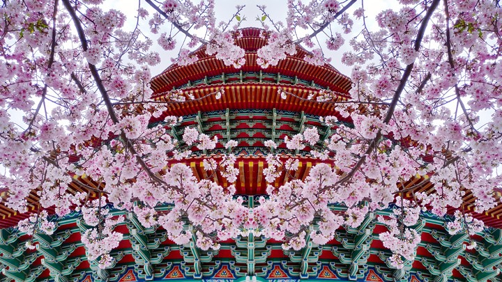 天元宮櫻花