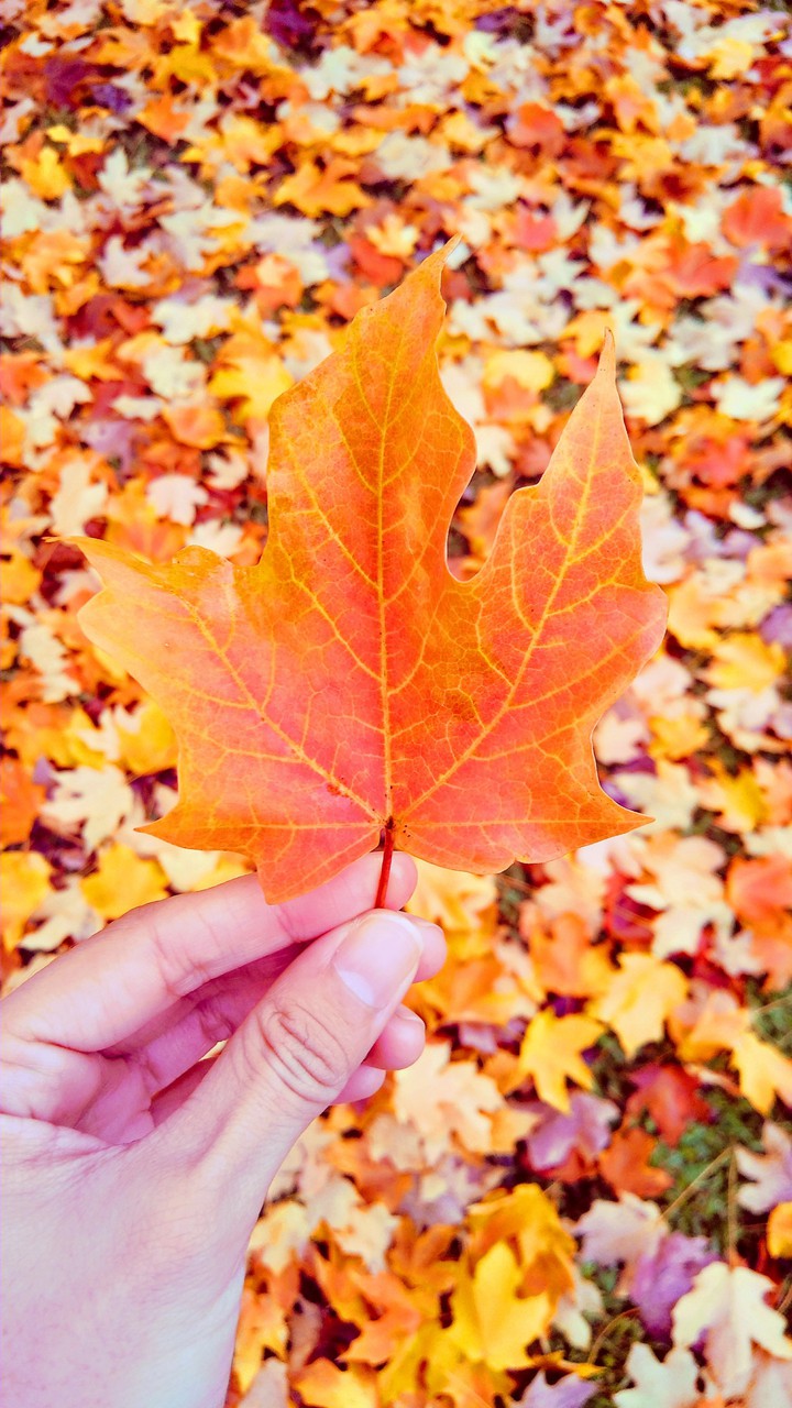 fall