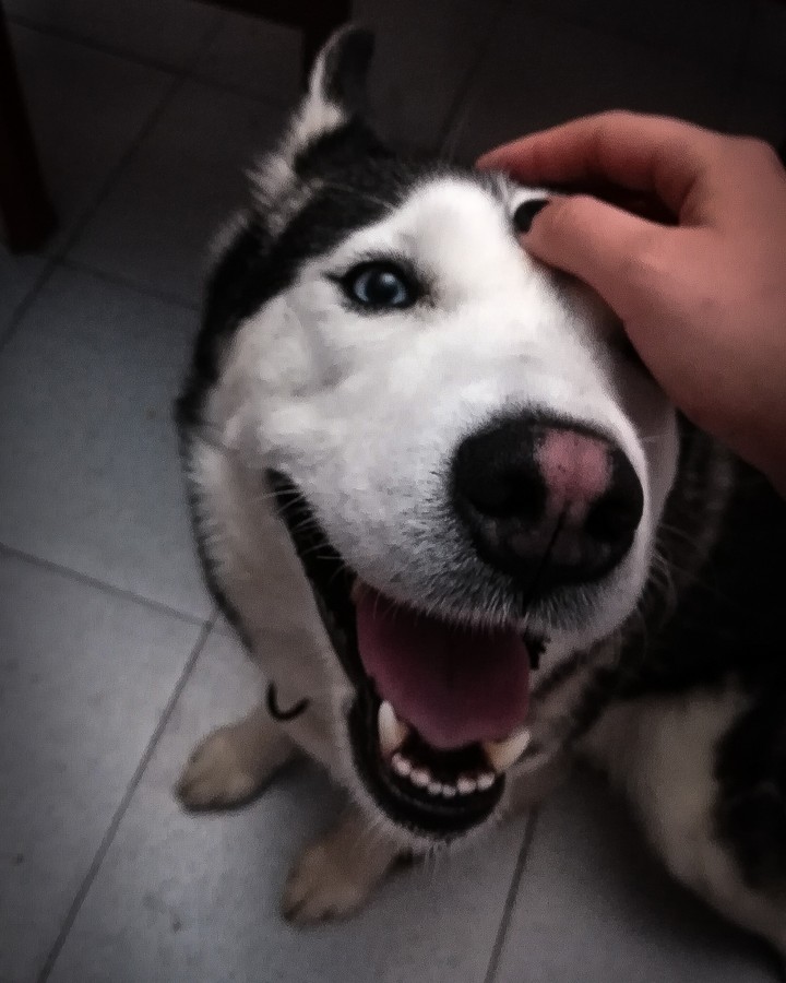 hello there I'm a pretty husky