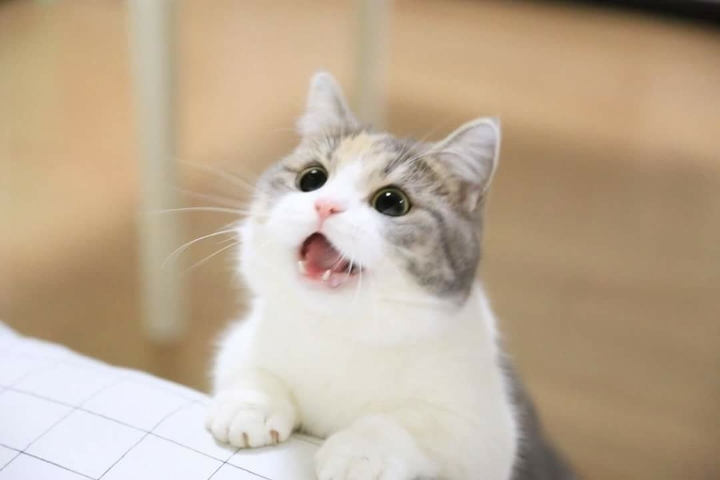 Cat ?