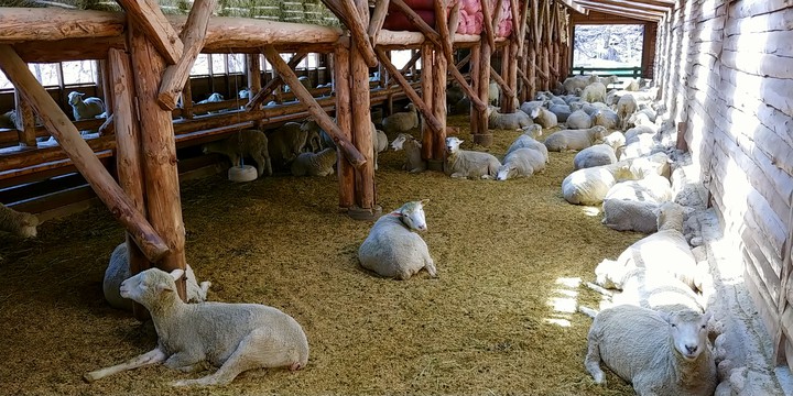 S.Korea, kangwon-do, Sheep pasture