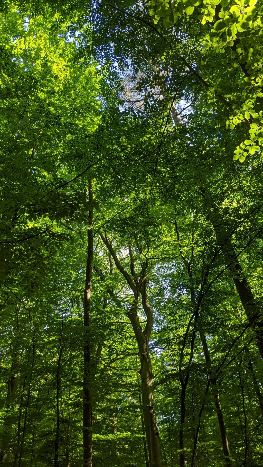 רקעים leaf, wood