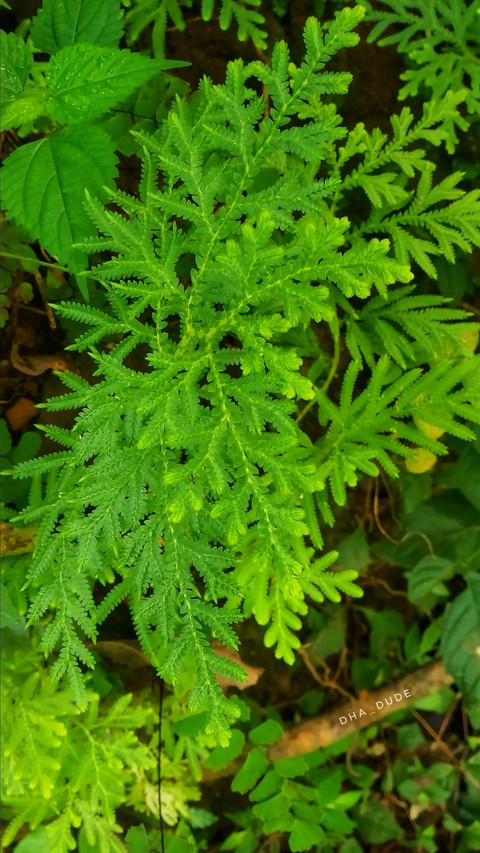 Nature Green Kerala