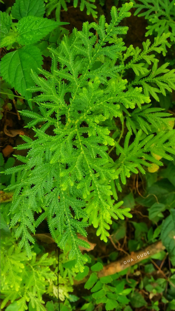 Nature Green Kerala