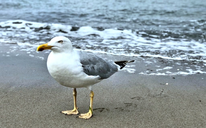 Möwe