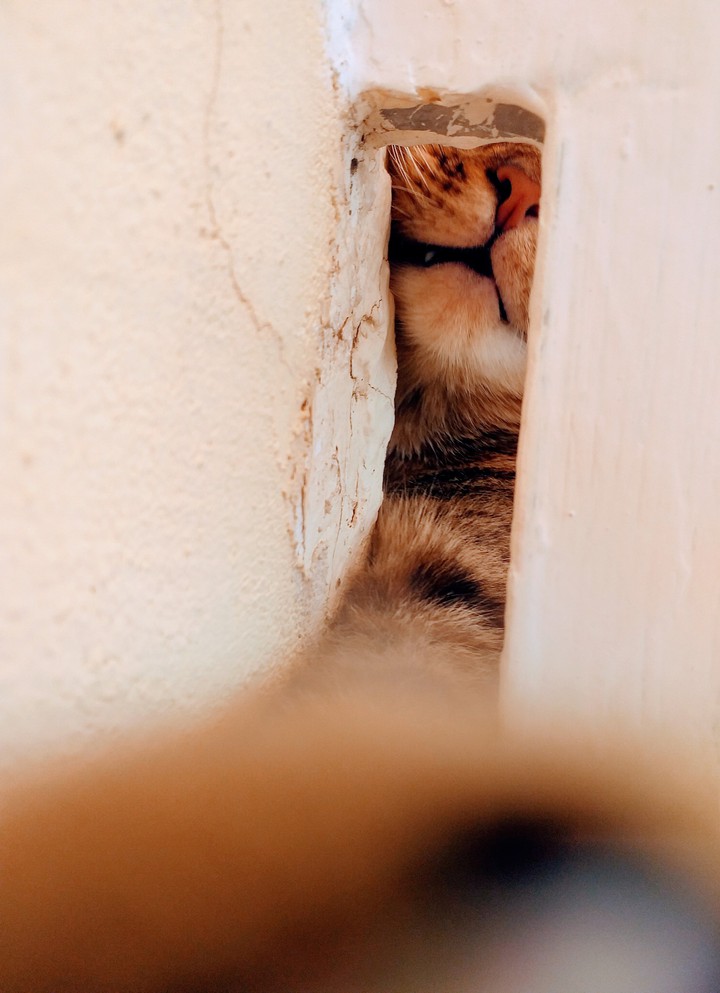 selfie gatuno