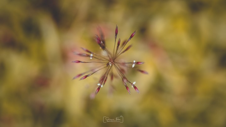 Blue Eyed Grass