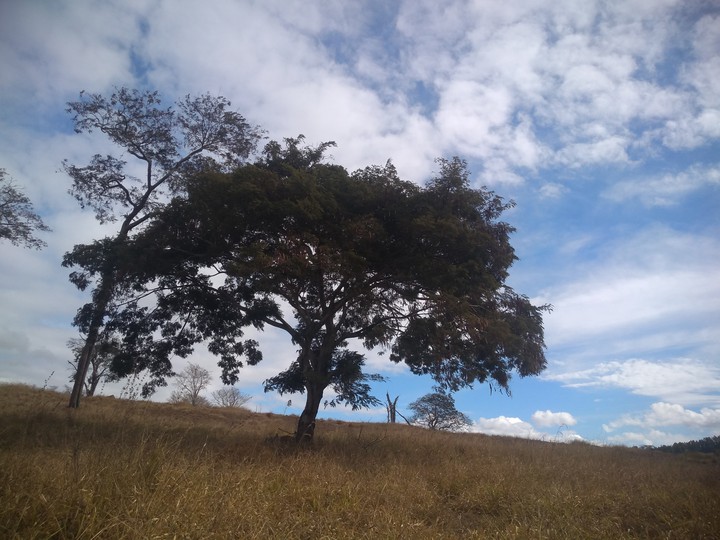 tree