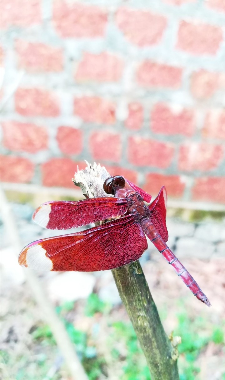 Dragonfly 