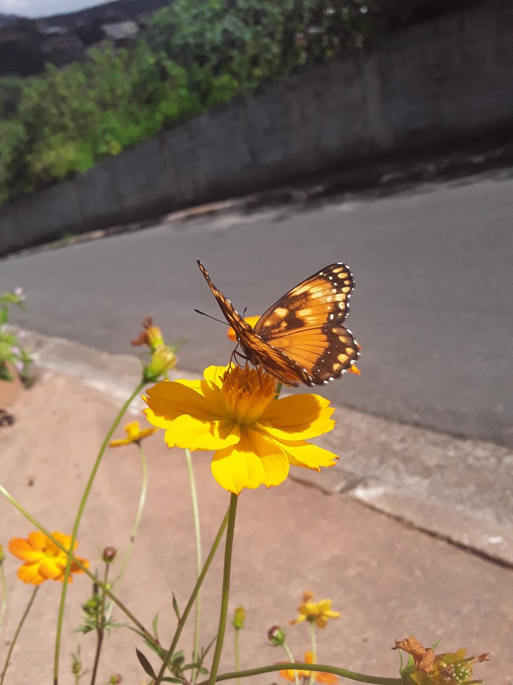 wings